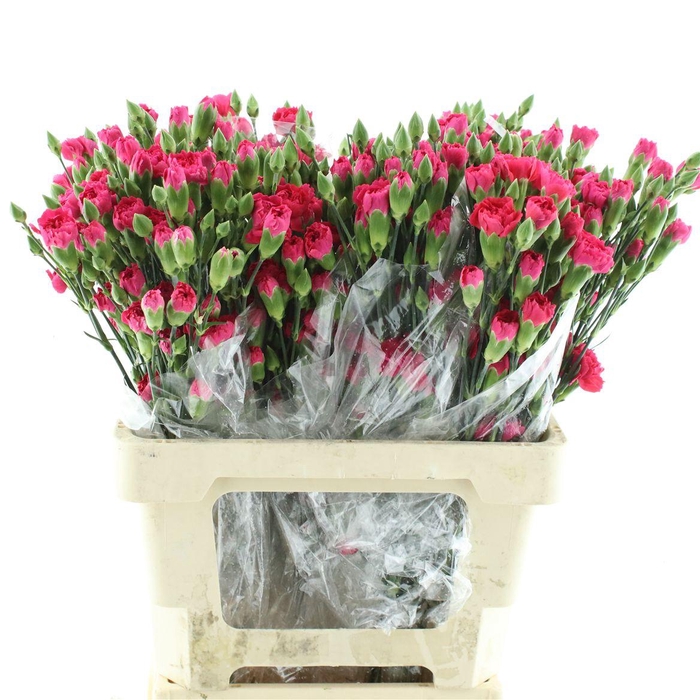 <h4>Di Tr Col Pigeon Hot Pink X25</h4>