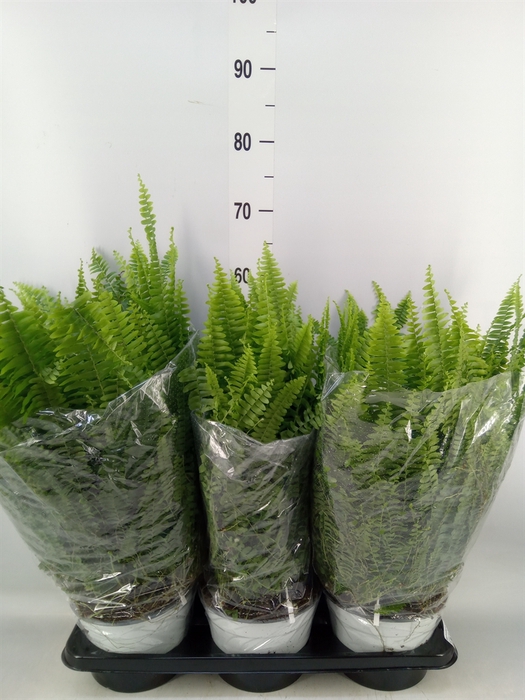 <h4>Nephrolepis exal. 'Sonata'</h4>