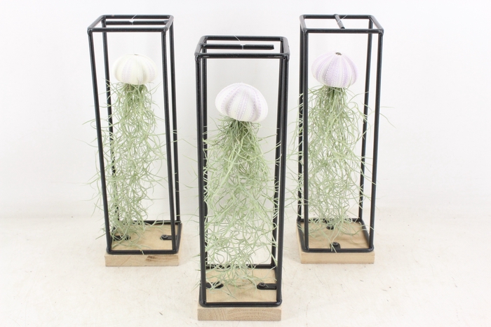 <h4>arr3 CP - Ijzer frame hang schelp</h4>