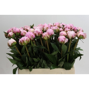 Paeonia Sarah Bernhardt XXL
