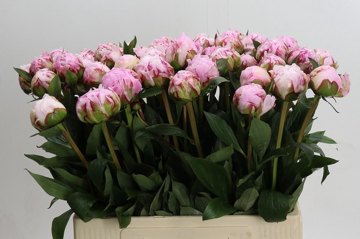 <h4>Paeonia Sarah Bernhardt XXL</h4>