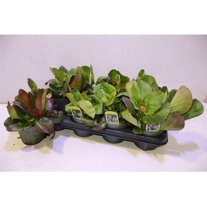 arr8 Berg Cord Purpurea