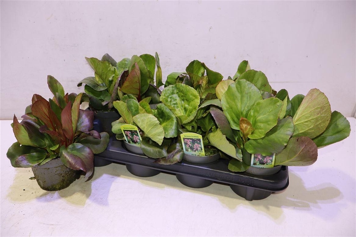 <h4>arr8 Berg Cord Purpurea</h4>