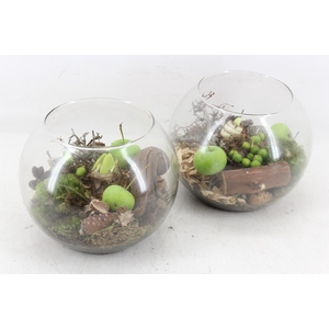 arr4 Amaryllis MB - Glas bol 285/5
