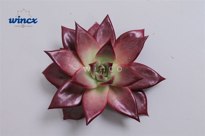 <h4>Echeveria Bordeaux Cutflower Wincx-8cm</h4>