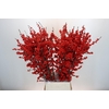Ilex Rood