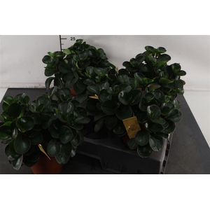 Peperomia 15 Cm. P. Burning Bush