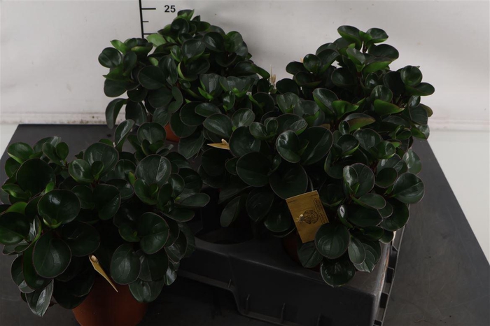 <h4>Peperomia 15 Cm. P. Burning Bush</h4>