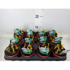 Puschkinia scilloides