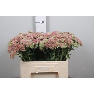 Sedum Spectabile