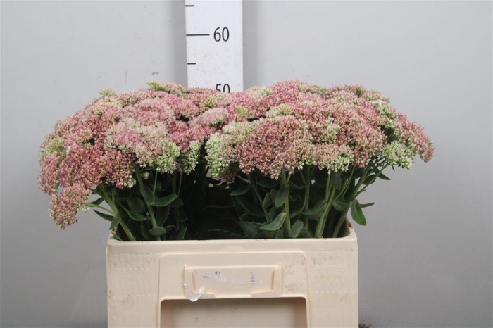 <h4>Sedum Spectabile</h4>