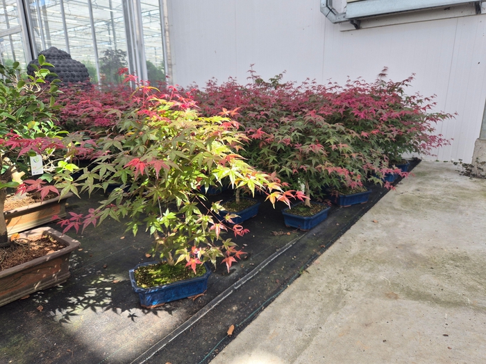 <h4>Acer palmatum Deshojo, 25cm.</h4>