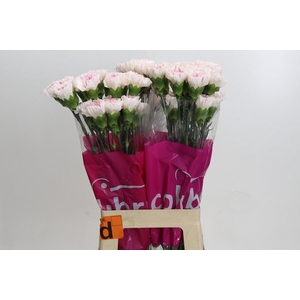 Dianthus St Yukari Cherry