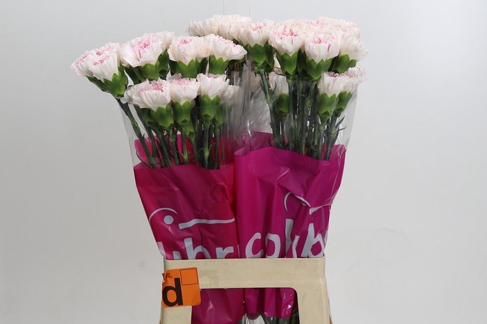 <h4>Dianthus St Yukari Cherry</h4>