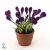 BULB CROCUS BLUE MINI P5