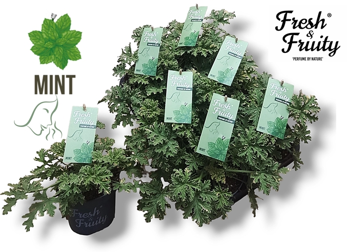 <h4>Pel. Fresh&Fruity® Mint Fresh</h4>