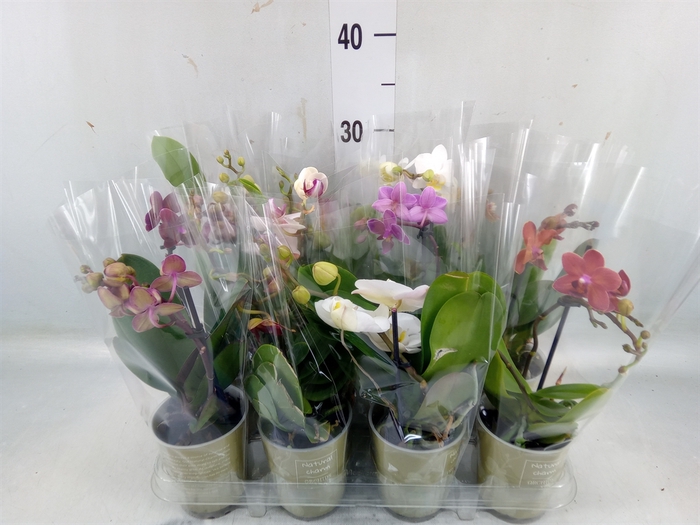 <h4>Phalaenopsis   ...mix</h4>