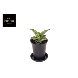 Sansevieria Star Mini Marble No. 2 in sierpot