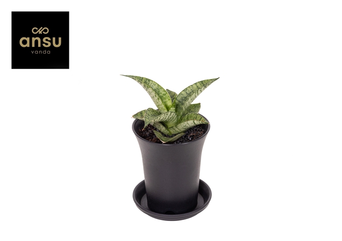 <h4>Sansevieria Star Mini Marble No. 2 in sierpot</h4>