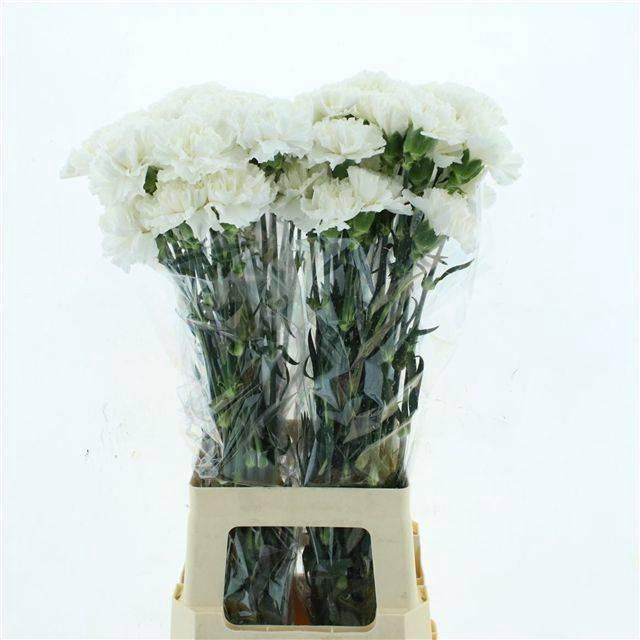 <h4>DI ST MOONLIGHT</h4>