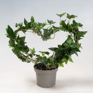 HEDERA HELIX P9 HARTBOOG