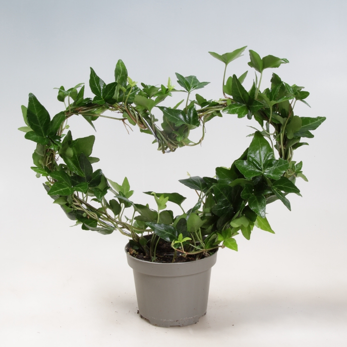 <h4>HEDERA HELIX P9 HARTBOOG</h4>