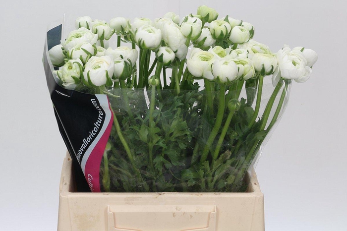 <h4>Ranunculus Elegance White</h4>
