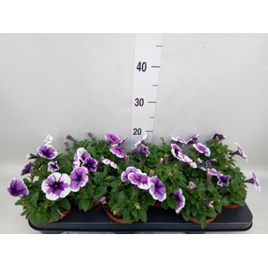 Petunia  'Famous Lilac Vein'