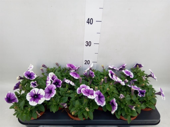 <h4>Petunia  'Famous Lilac Vein'</h4>