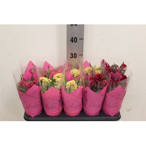 Celosia argentea Hot Topic gemengd