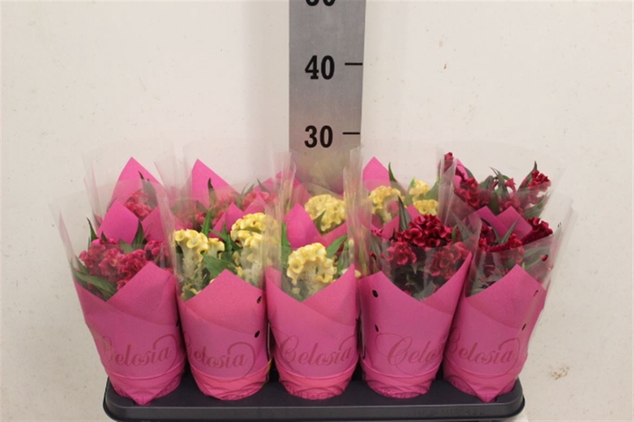 <h4>Celosia argentea Hot Topic gemengd</h4>