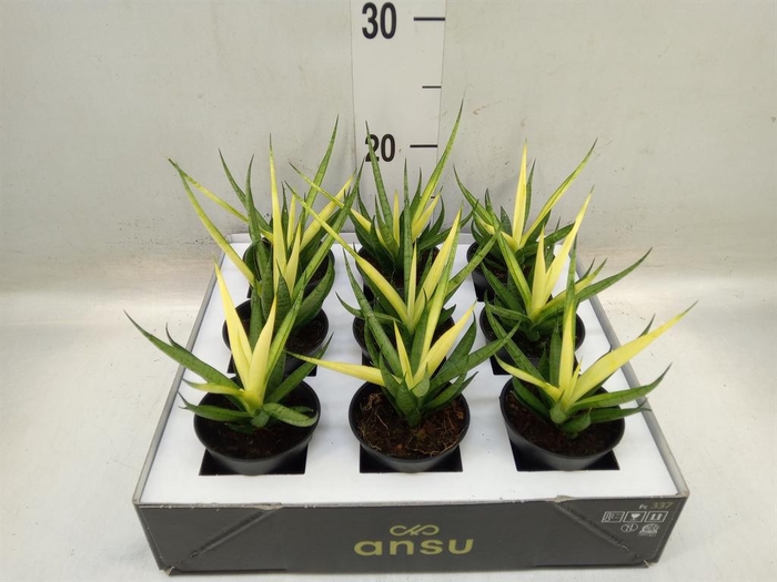 <h4>Sansevieria ...</h4>