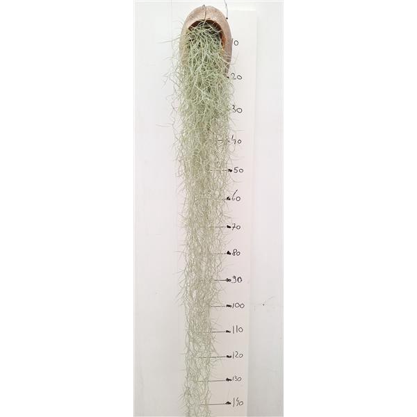 <h4>Tillandsia usneoides cocosnoot</h4>