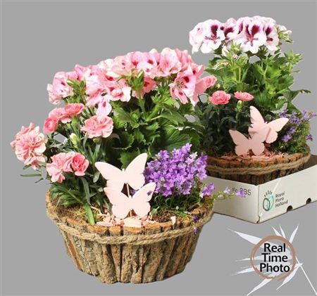 <h4>Arr Tuinplanten</h4>