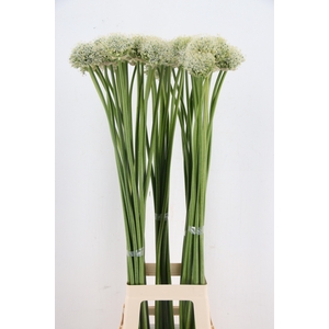 ALLIUM MOUNT EVEREST
