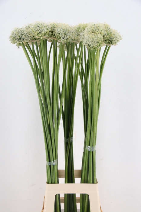 <h4>ALLIUM MOUNT EVEREST</h4>