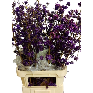 CALLICARPA BOD PROFU