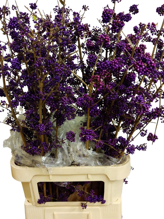 <h4>CALLICARPA BOD PROFU</h4>