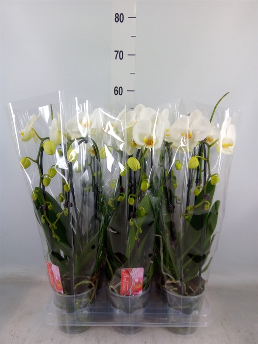 <h4>Phalaenopsis  'Elegant Cascade'</h4>
