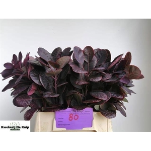 Coti C Royal Purple