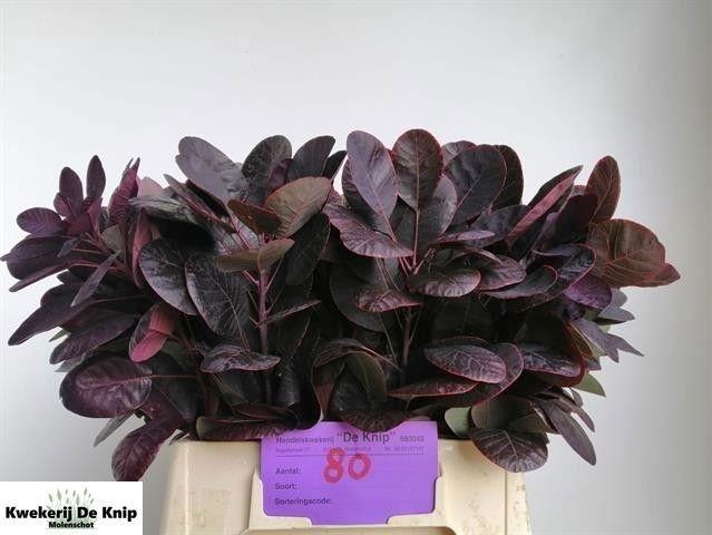 <h4>Coti C Royal Purple</h4>