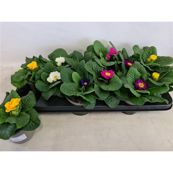 <h4>Primula acaulis 10.5 Gemengd</h4>