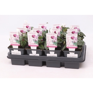 Cyclamen hederifolium 'Album' 9 cm