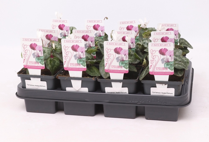 <h4>Cyclamen hederifolium 'Album' 9 cm</h4>