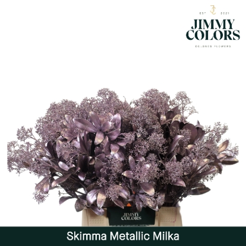 <h4>Skimmia Per Bos L45 Mtlc. Milka</h4>