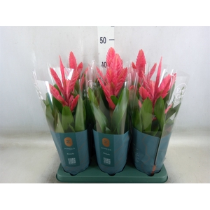 Vriesea   ...