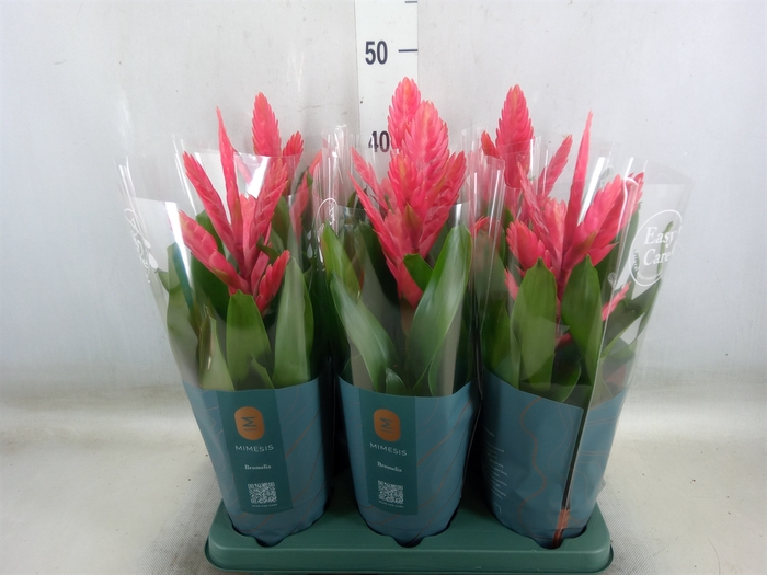 <h4>Vriesea   ...</h4>