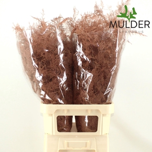 ASPARAGUS COLORED TERRACOTTA