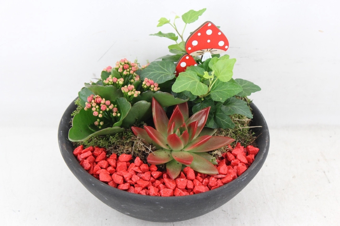 <h4>arr2 PL - Ebbischaal M 402/2 - rood</h4>
