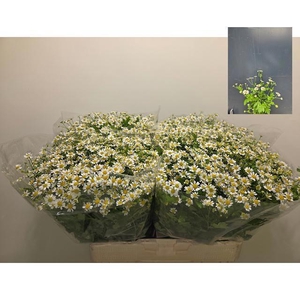 TANA PA SINGLE VEGMO